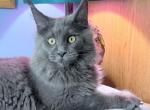 Glimmer Everythingcoon - Maine Coon Kitten For Sale - 