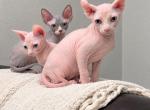 Todd - Sphynx Kitten For Sale - Valrico&comma; FL&comma; US