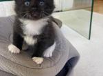 Oreos - Domestic Kitten For Sale - Westfield&comma; MA&comma; US