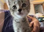 Celestine of Opal - Domestic Kitten For Sale - WI&comma; US