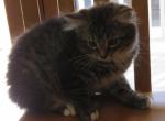 Nocha medium hair - Domestic Kitten For Sale - Los Alamos&comma; NM&comma; US