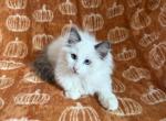 TICA Blue Bicolor Boy Brooks - Ragdoll Kitten For Sale - 