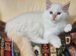Flame mitted - Ragdoll Kitten For Sale - 