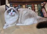 Seal bicolor - Ragdoll Kitten For Sale - 