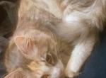 Cookie - Domestic Kitten For Sale - MS&comma; US