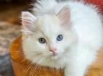 Flame mink bicolor - Ragdoll Kitten For Sale - 
