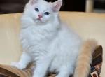 Flame bicolor - Ragdoll Kitten For Sale - 