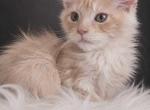 Rare color European Maine Coon Kitten Show Quality - Maine Coon Kitten For Sale - NY&comma; US