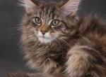 Champion European Maine Coon Kitten Wild Type - Maine Coon Kitten For Sale - NY&comma; US