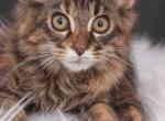 Show Quality European Maine Coon Kitten WCF Reg - Maine Coon Kitten For Sale - NY&comma; US
