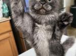 Misty Black smoke sweet female - Maine Coon Kitten For Sale - Grant Valkaria&comma; FL&comma; US