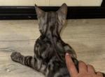 Kissi - Bengal Kitten For Sale - Brooklyn&comma; NY&comma; US