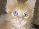 Super Size European Maine Coon Kitten Strong Bones - Maine Coon Kitten For Sale - 