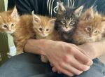 Polydactyl Maine coon - Maine Coon Kitten For Sale - Co Spgs&comma; CO&comma; US