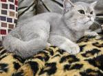Bluey - British Shorthair Kitten For Sale - Bridgeton&comma; NJ&comma; US