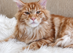 Massive European Maine Coon Kitten  Top Cat - Maine Coon Kitten For Sale - NY&comma; US