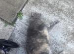 Heather - Domestic Cat For Adoption - Kingwood&comma; TX&comma; US