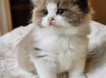 Seal mink bicolor - Ragdoll Kitten For Sale - Farmville&comma; VA&comma; US