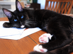 Salem very beautiful boy with blue eyes - Maine Coon Kitten For Sale - Grant Valkaria&comma; FL&comma; US