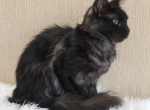 Purebred European Maine Coon Kitten WCF Certified - Maine Coon Kitten For Sale - NY&comma; US