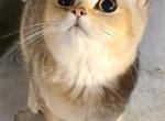 Marlin - British Shorthair Kitten For Sale - Bridgeton&comma; NJ&comma; US