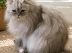 Kahlua - Persian Cat For Sale - Golden&comma; CO&comma; US
