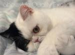 Felix - Exotic Kitten For Sale - MO&comma; US