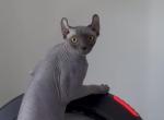 Elf sph - Sphynx Kitten For Sale - Miami&comma; FL&comma; US