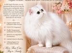 Bel Esprit Persian kittens - Persian Kitten For Sale - Golden&comma; CO&comma; US