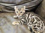 Cherry blossom - Bengal Kitten For Sale - 