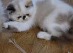 Himalayan kitty - Himalayan Kitten For Sale - Fort Loudon&comma; PA&comma; US