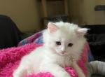 Aurora - Ragdoll Kitten For Sale - Port Saint Lucie&comma; FL&comma; US