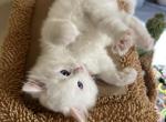 Apollo - Ragdoll Kitten For Sale - Port Saint Lucie&comma; FL&comma; US