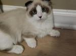 Cleo - Munchkin Kitten For Sale - 