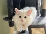 Zeus - Ragdoll Kitten For Sale - Port Saint Lucie&comma; FL&comma; US