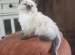 Oliver - Ragdoll Kitten For Sale - 