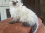 Oliver - Ragdoll Kitten For Sale - Lititz&comma; PA&comma; US