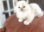Raggedy Ann - Ragdoll Kitten For Sale - 
