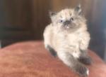 Charlie - Ragdoll Kitten For Sale - 
