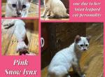 Wazis kittens - Bengal Kitten For Sale - Hagerstown&comma; MD&comma; US
