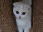 Nefertiti - Scottish Fold Kitten For Sale - 