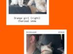 Zuris kittens - Bengal Kitten For Sale - Hagerstown&comma; MD&comma; US