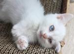 Popcorn - Munchkin Kitten For Sale - 