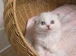 Bambi - Munchkin Kitten For Sale - Kernersville&comma; NC&comma; US