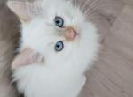 Henry - Ragdoll Kitten For Sale - Kernersville&comma; NC&comma; US