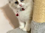 Ares - Ragdoll Kitten For Sale - Port Saint Lucie&comma; FL&comma; US