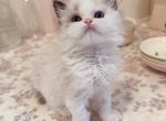 Tiffany - Ragdoll Kitten For Sale - 