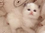 Coco - Ragdoll Kitten For Sale - 
