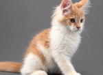 Prince - Maine Coon Kitten For Sale - Johns Creek&comma; GA&comma; US