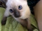 Snows Siamese Seal Points - Siamese Kitten For Sale - Moneta&comma; VA&comma; US